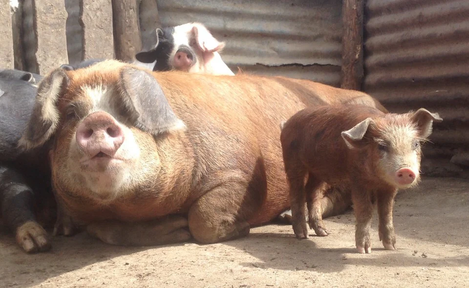 Pure Organic Free Range Pork